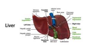 Liver