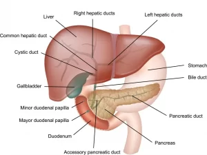 Liver and pancreas