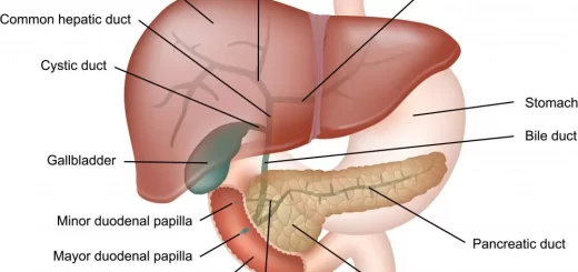 Liver and pancreas