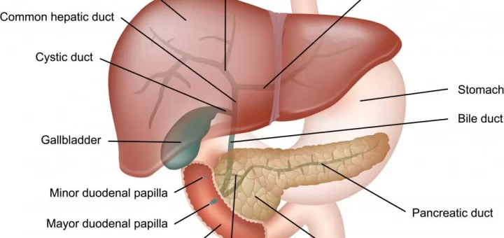 Liver and pancreas