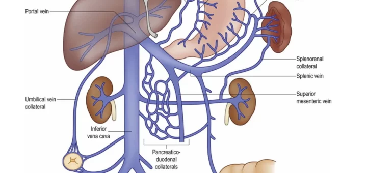 Portal Venous System