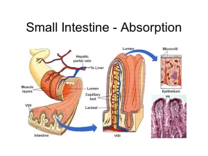 Structure of the small intestine