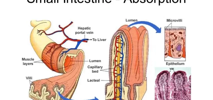 Structure of the small intestine