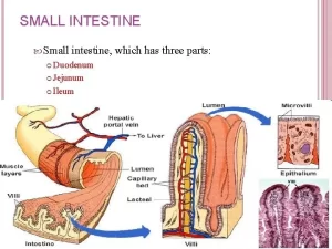 Structure of the small intestine 