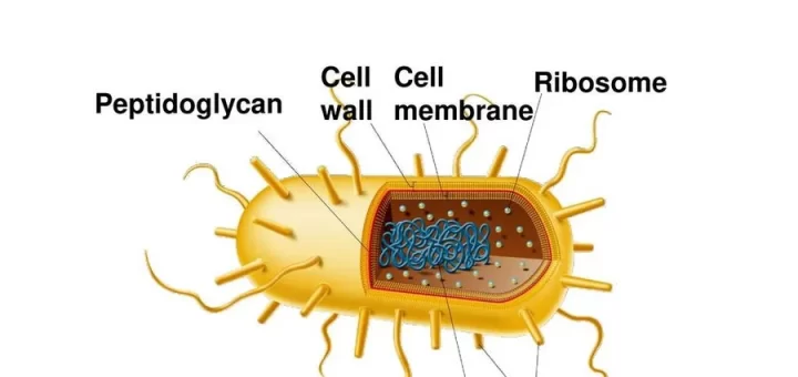 Bacteria structure