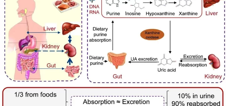 Gout causes, Steps of purine biosynthesis