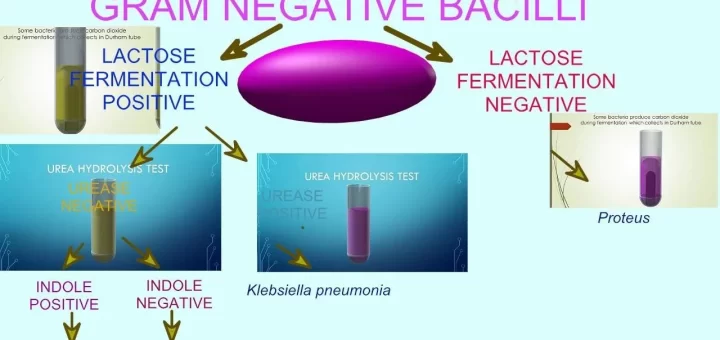 Gram-negative bacilli