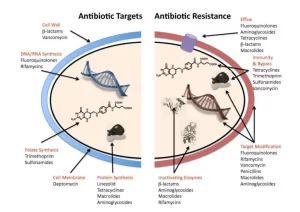 Mechanisms action of antibacterial drugs