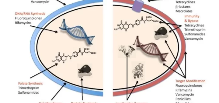 Mechanisms action of antibacterial drugs