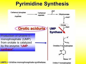 Pyrimidine metabolism 