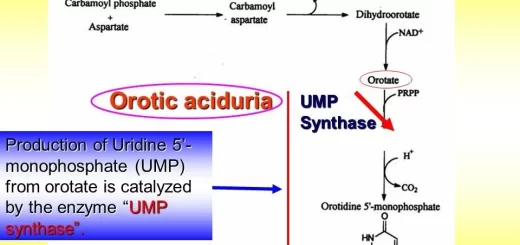 Pyrimidine metabolism