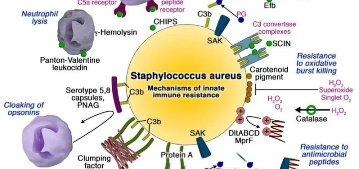 Virulence Factors in Staphylococcus