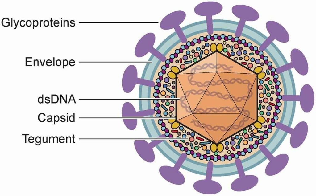 herpesviruses-structure-types-herpes-simplex-viruses-genital-herpes