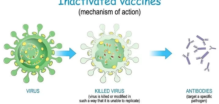 Vaccines types