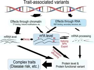 Effect of genetic variants