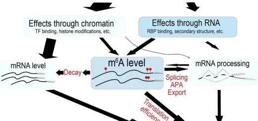 Effect of genetic variants