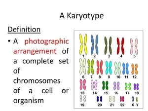 Human karyotype