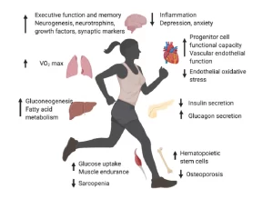 Effect of Aging on body systems