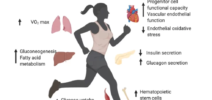 Effect of Aging on body systems