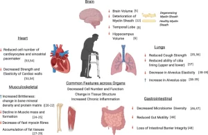 Effect of Aging on different body systems