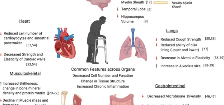 Effect of Aging on different body systems