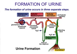 Urine formation