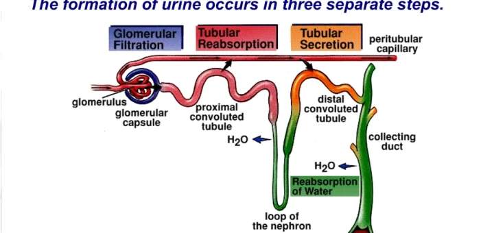 Urine formation