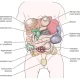 Abdominal masses